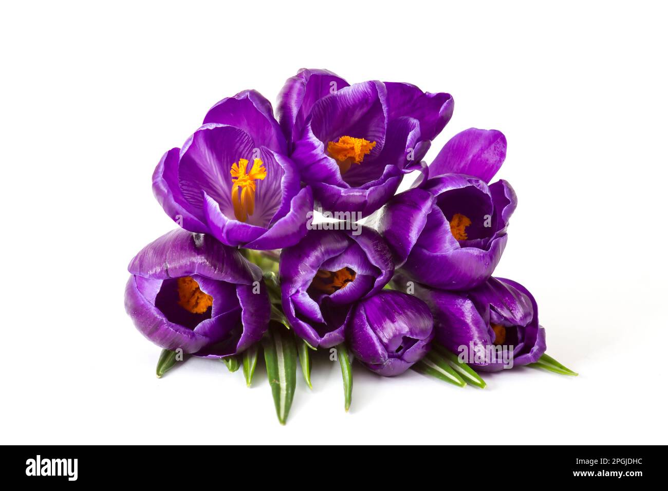 crosus flowers on white background - spring flowers Stock Photo