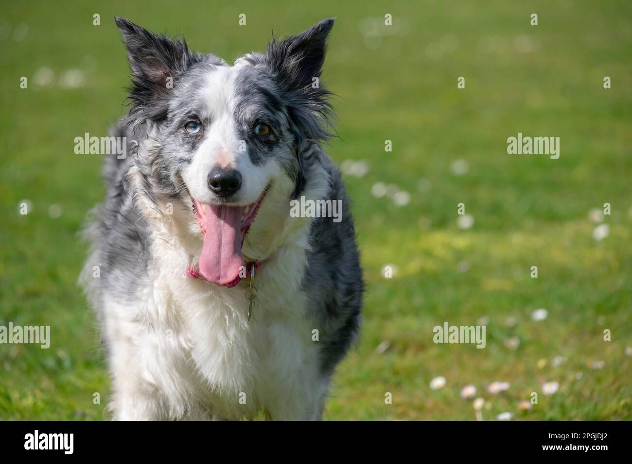 Blue merle bearded collie online