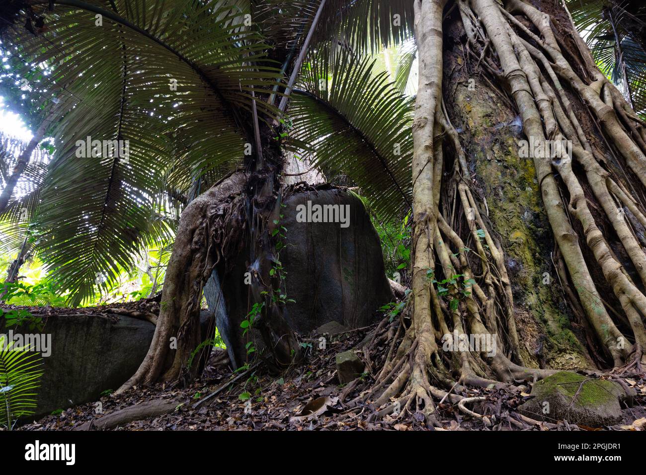 Rock and roots making a natural elephant shape in the jungle of Chiand Dao, Thailand Stock Photo