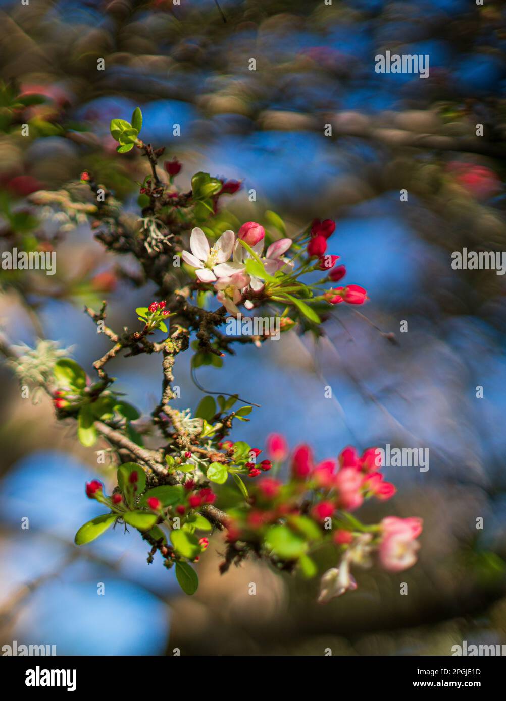 Cherry Blossoms in Monterey California Stock Photo Alamy