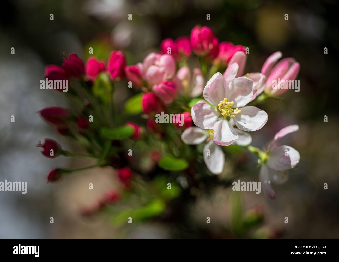 Cherry Blossoms in Monterey California Stock Photo Alamy