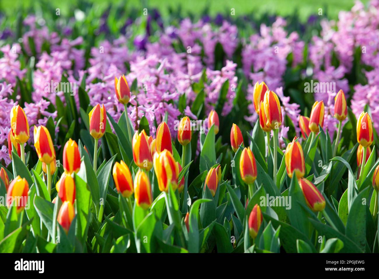 Amsterdam, The, Netherlands. 23rd Mar, 2023. The annual opening of the  Keukenhof gardens has begun, with early spring bulbs including daffodils,  narcissi, crocuses, irises and the first tulips on display. Although the