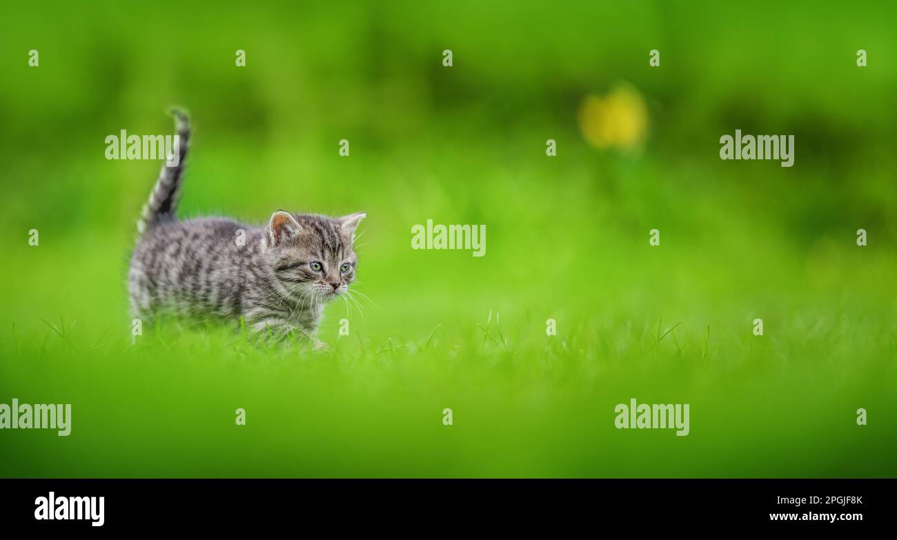 Cute tabby kitten on green grass background Stock Photo - Alamy