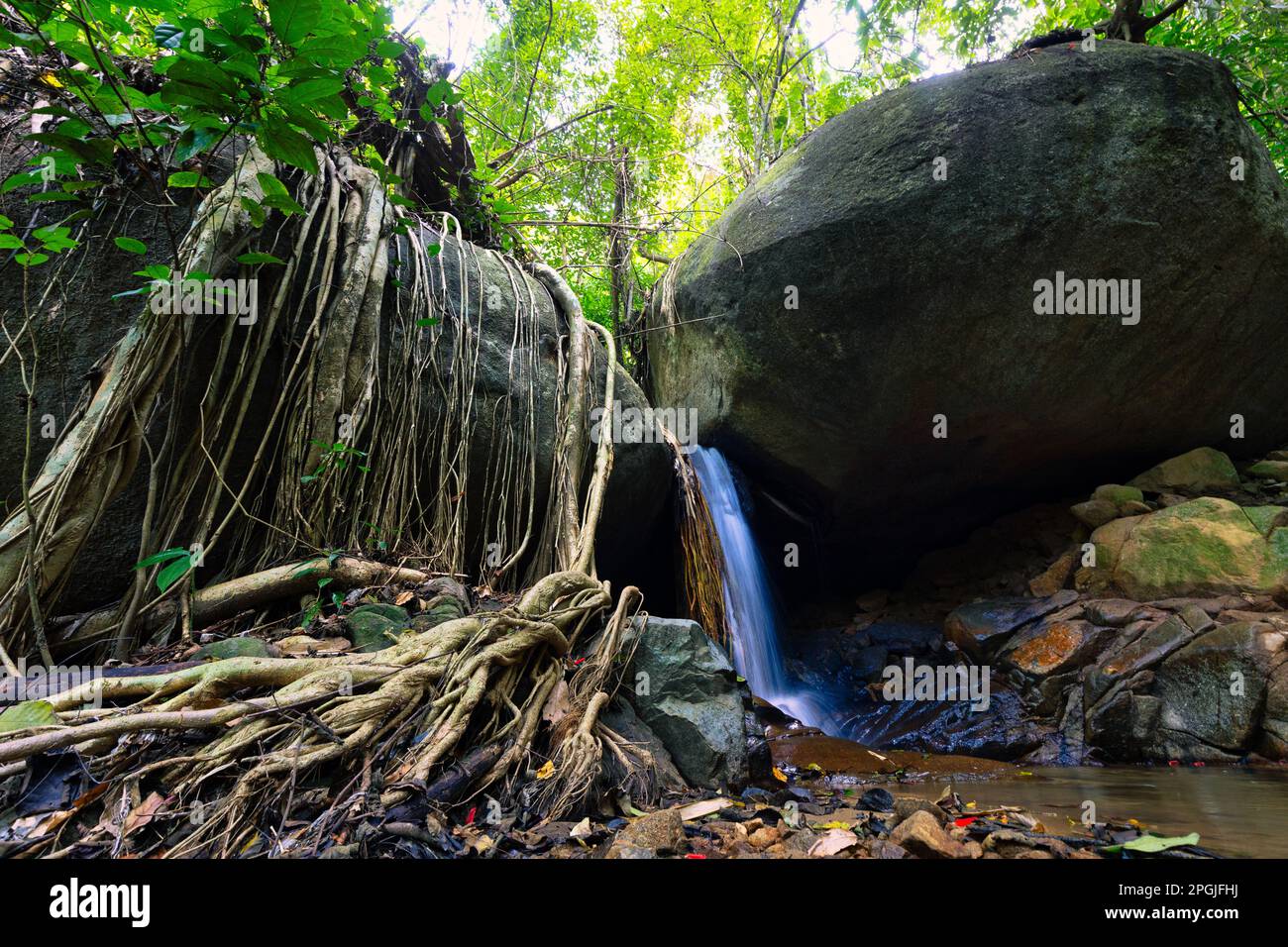 Rocky jungle area with ficus tree roots and waterfall in Chiang Dao forest, Thailand Stock Photo