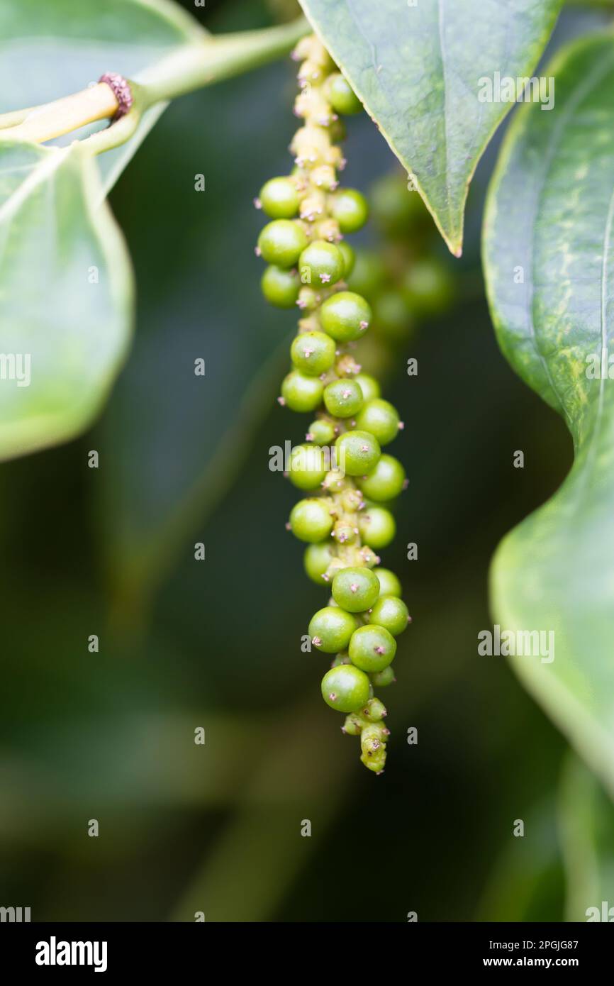 Unripe pepper fruit (lat. Piper nigrum), growing in Phu Quoc, Vietnam Stock Photo