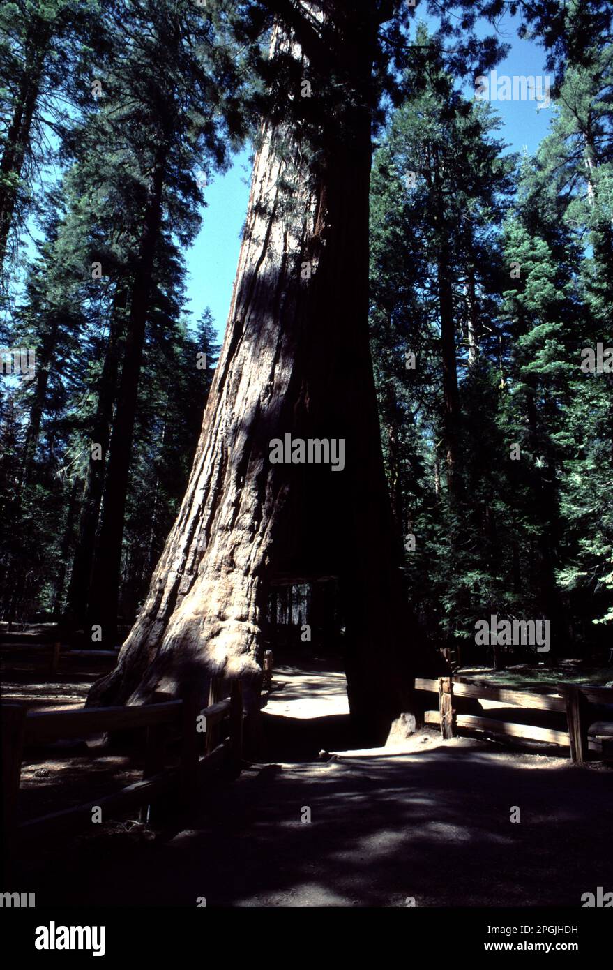 Panneau en acier Fish Camp California Yosemite National Park