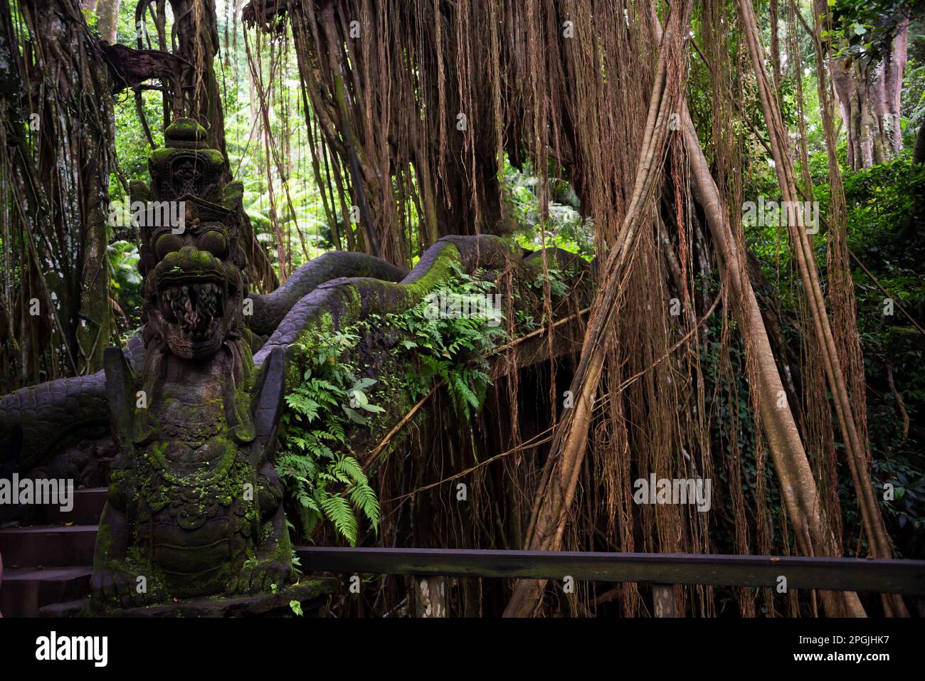 Bridge in jungle hi-res stock photography and images - Alamy