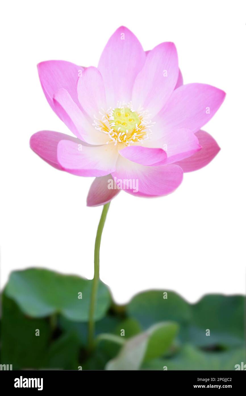 Pink lotus the national flower of india hi-res stock photography and ...