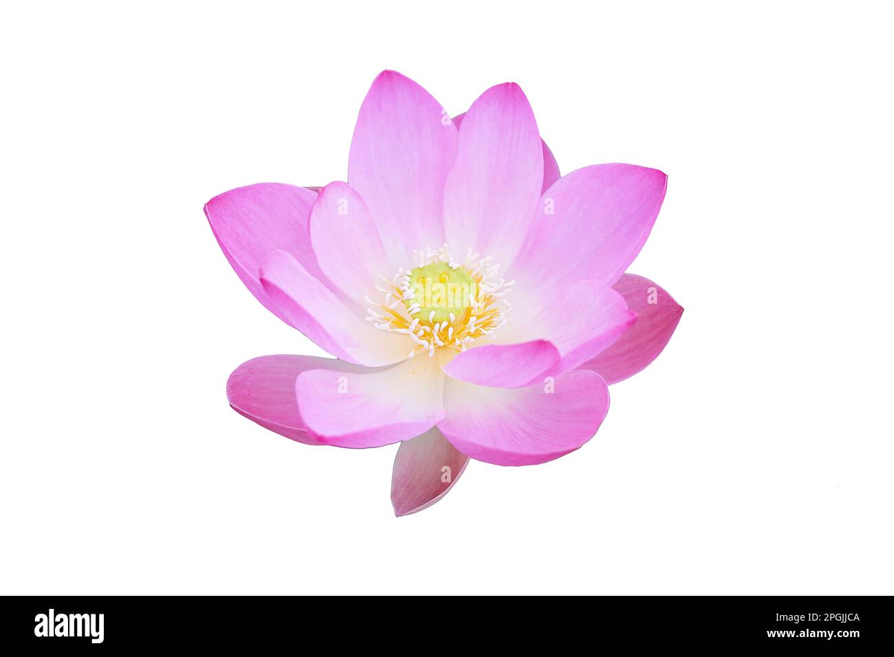 Close-up of bright pink lotus flower blossom, isolated on white background Stock Photo