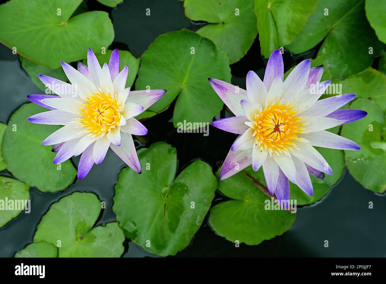 Blooming white waterlilies with purple tips and floating lilypads in a pond Stock Photo