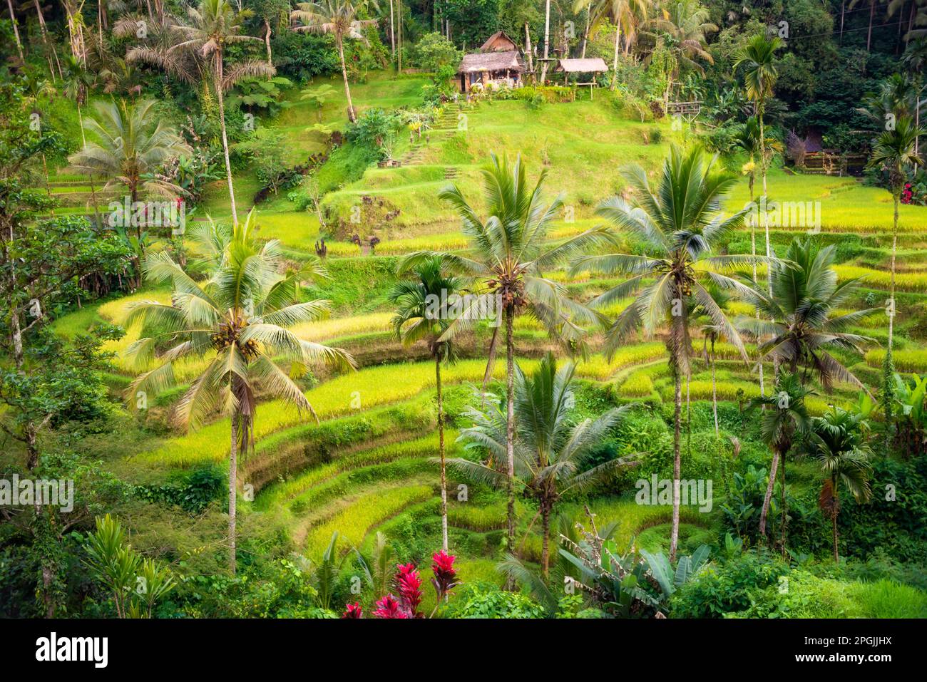Lush rice fields on Bali island, Indonesia Stock Photo - Alamy