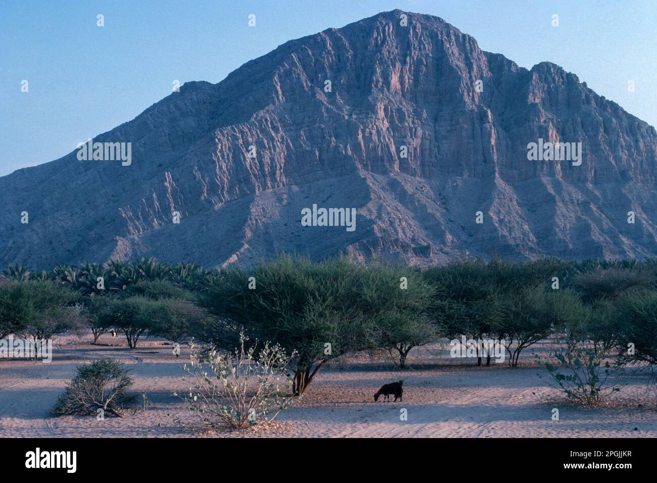 Sha’am UAE 1976 – mountain backdrop of coastal village of Sha’am in the extreme north of Ras Al Khaimah Emirate on the border with Northern Oman on the Arabian Gulf coast of the United Arab Emirates Stock Photo