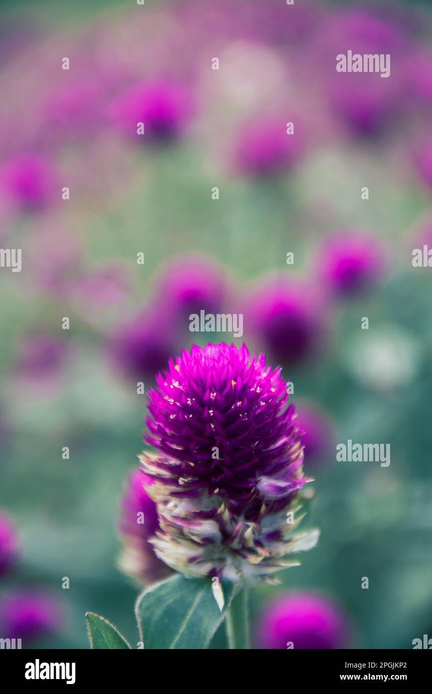 Globe amaranth, purple, beautiful in nature Is a flower that is easily grown Stock Photo