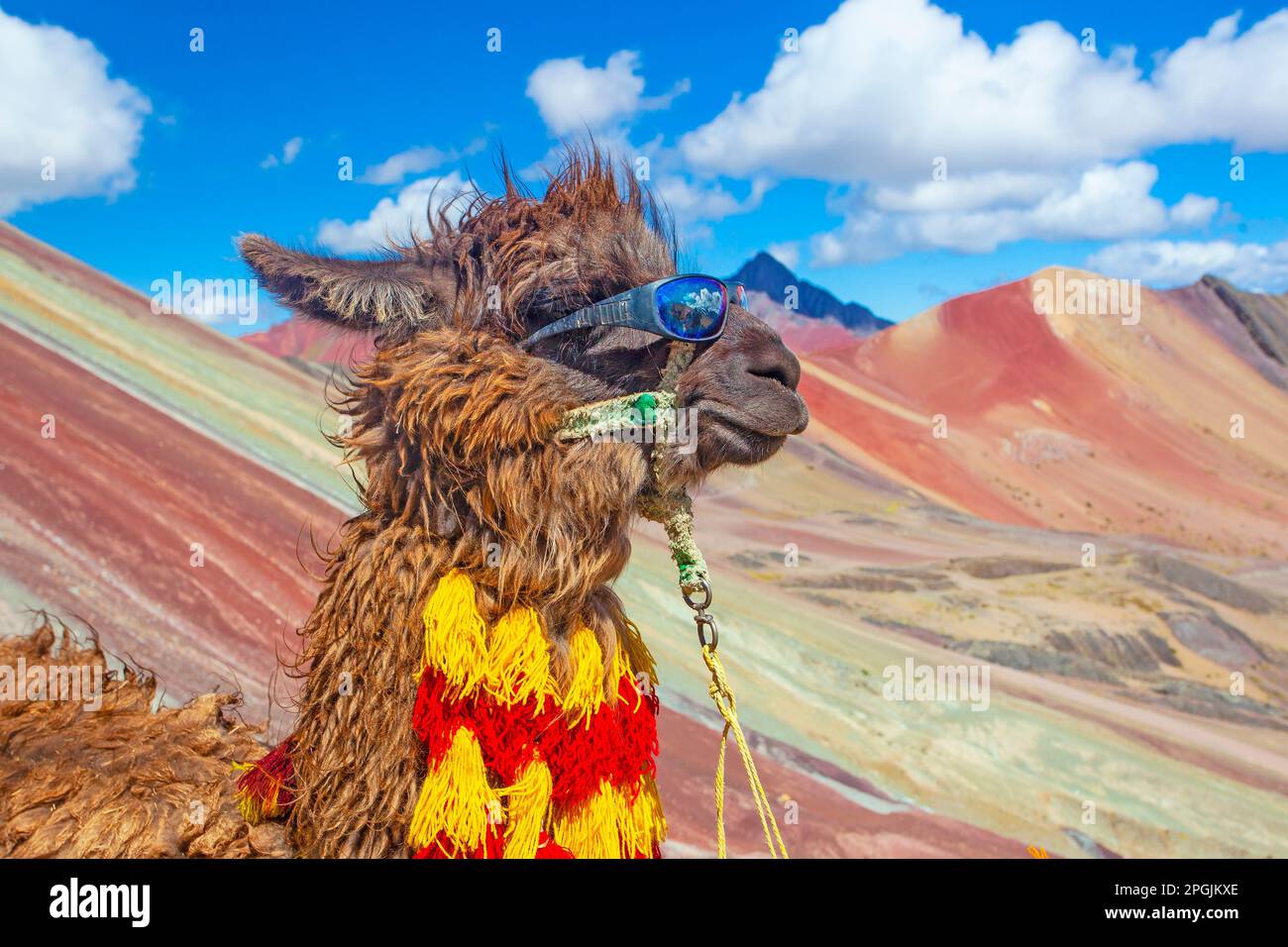 Funny Alpaca, Lama pacos, near the Vinicunca mountain, famous destination in Andes, Peru Stock Photo