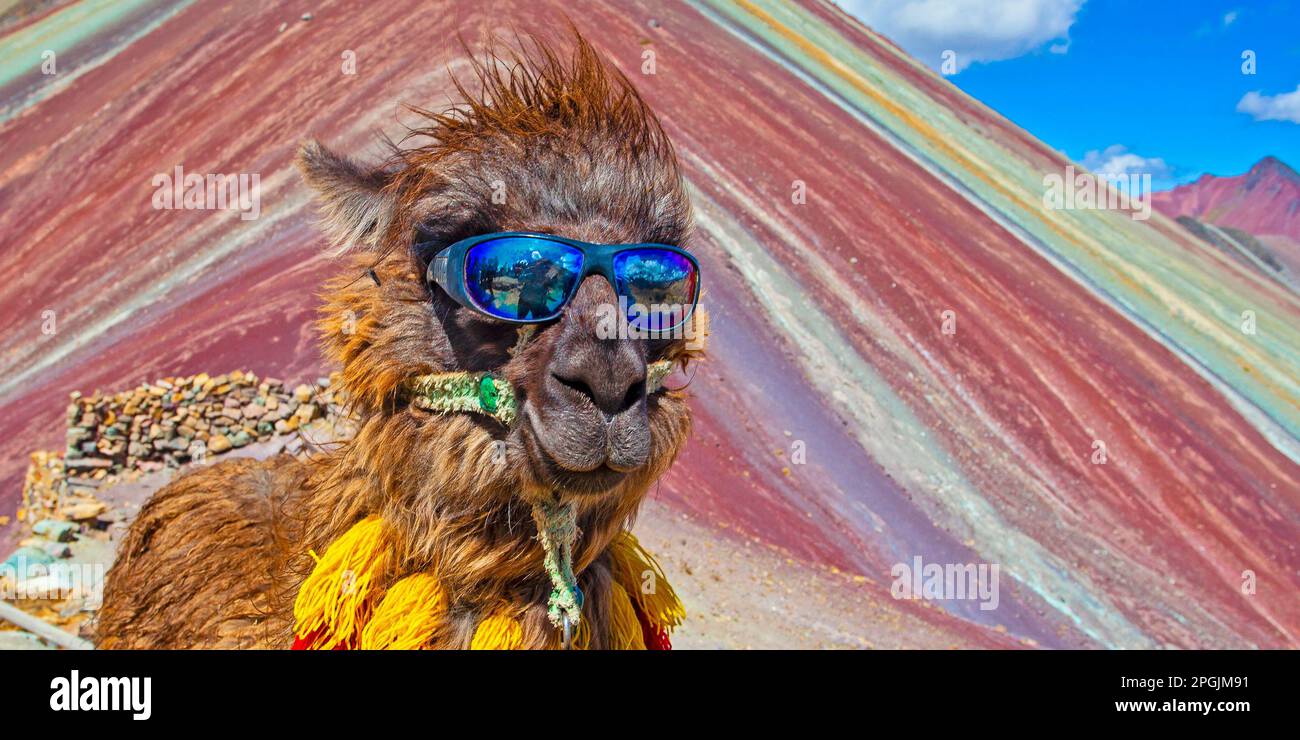 Funny Alpaca, Lama pacos, near the Vinicunca mountain, famous destination in Andes, Peru Stock Photo