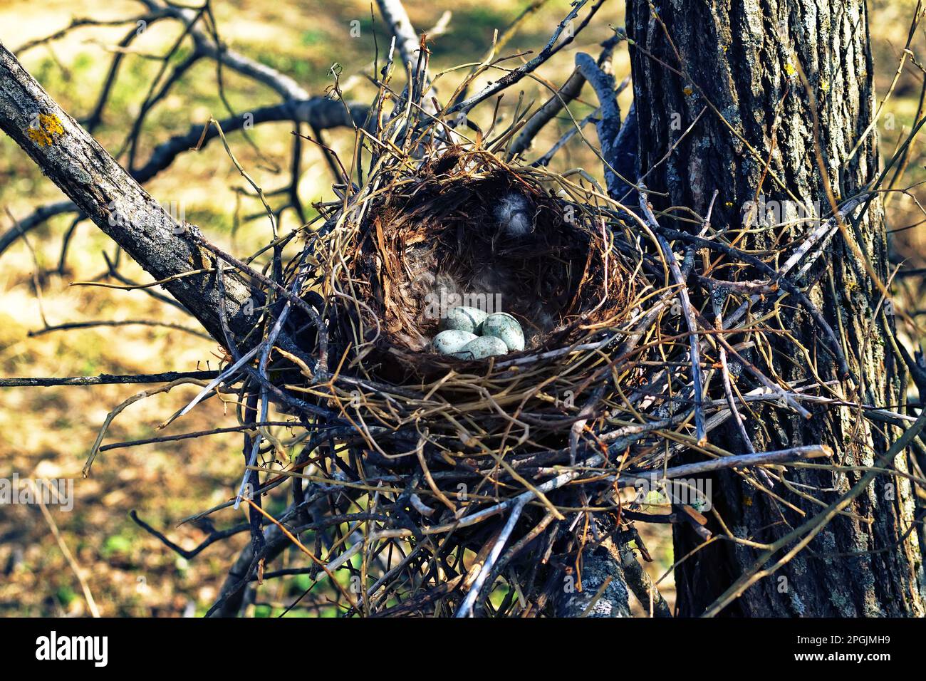 Nidology, study of birds nest. Hooded crow (Corvus cornix) nest. Clutch