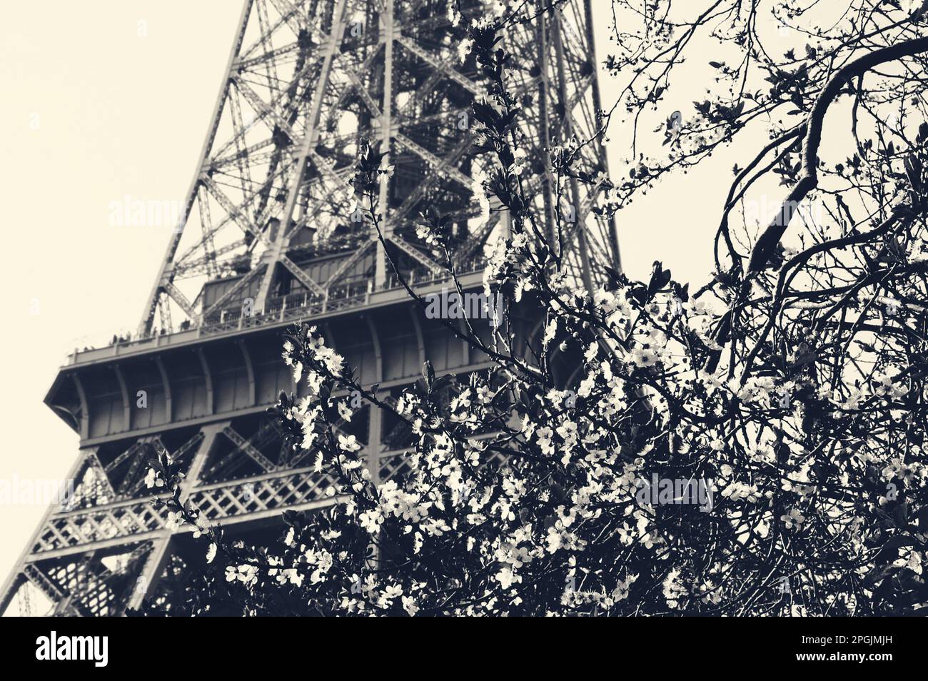 Spring in Paris. Blossoming cherry tree and Eiffel tower at background. Toned image. Stock Photo