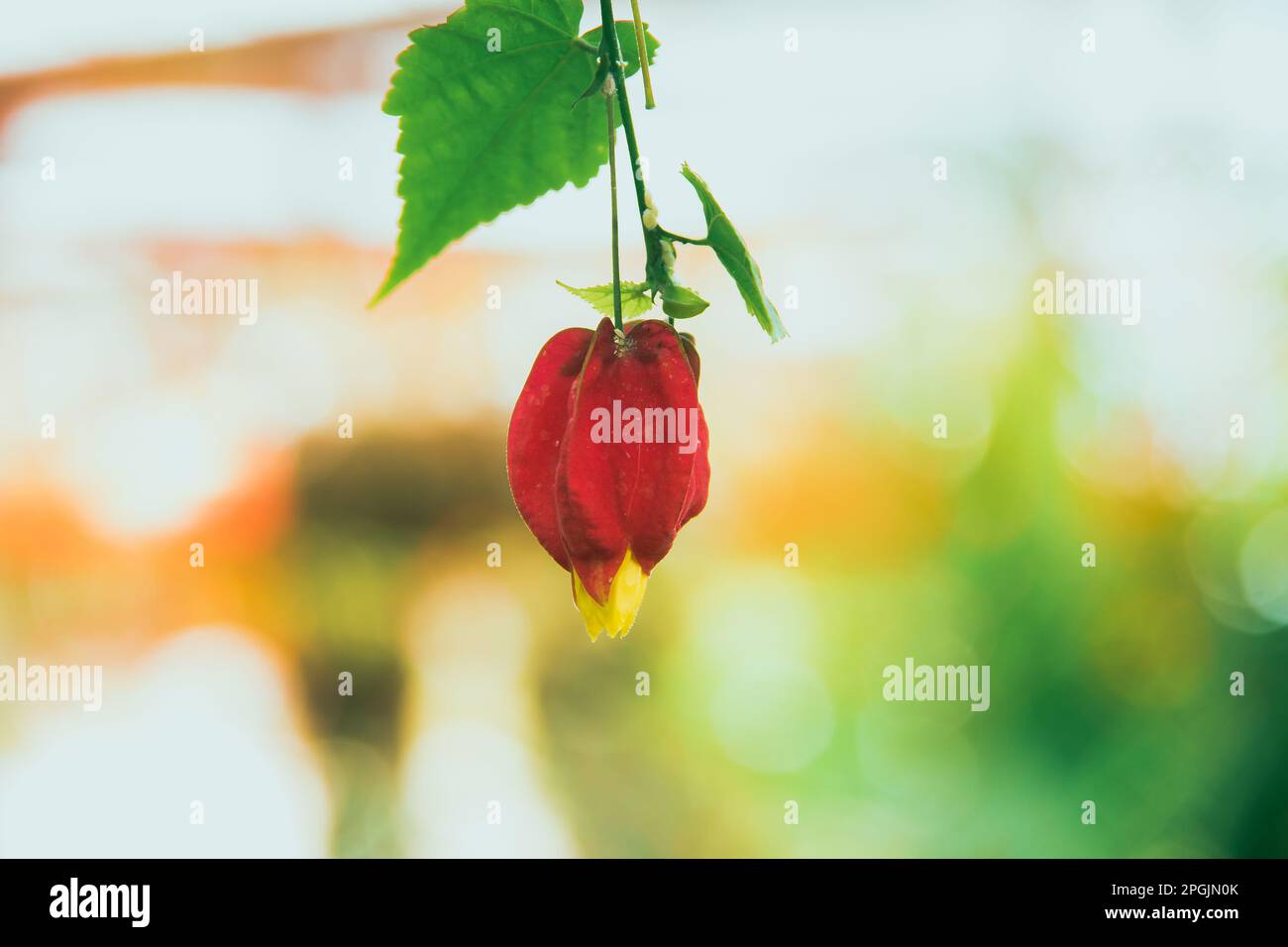 Trailing Base Trailing Abutilon The flowers are orange-yellow and have a red base. Is ...