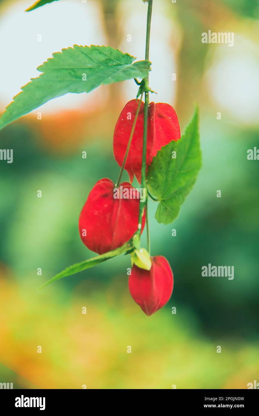 Trailing Abutilon The flowers are orange-yellow and have a red base. Is an ornamental plant that is popular in the tropics Stock Photo