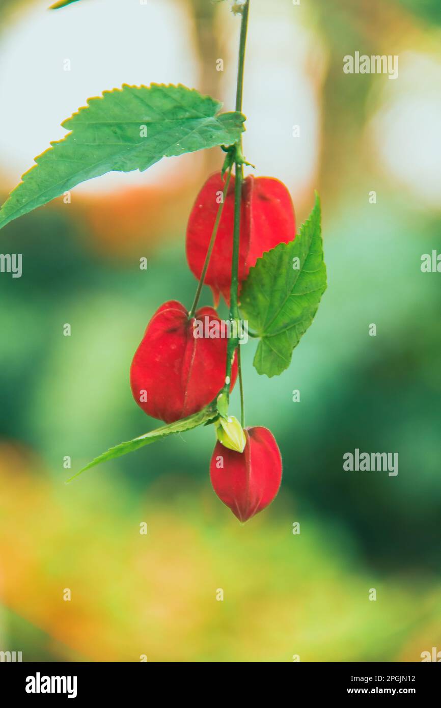 Trailing Base Trailing Abutilon The flowers are orange-yellow and have a red base. Is ...