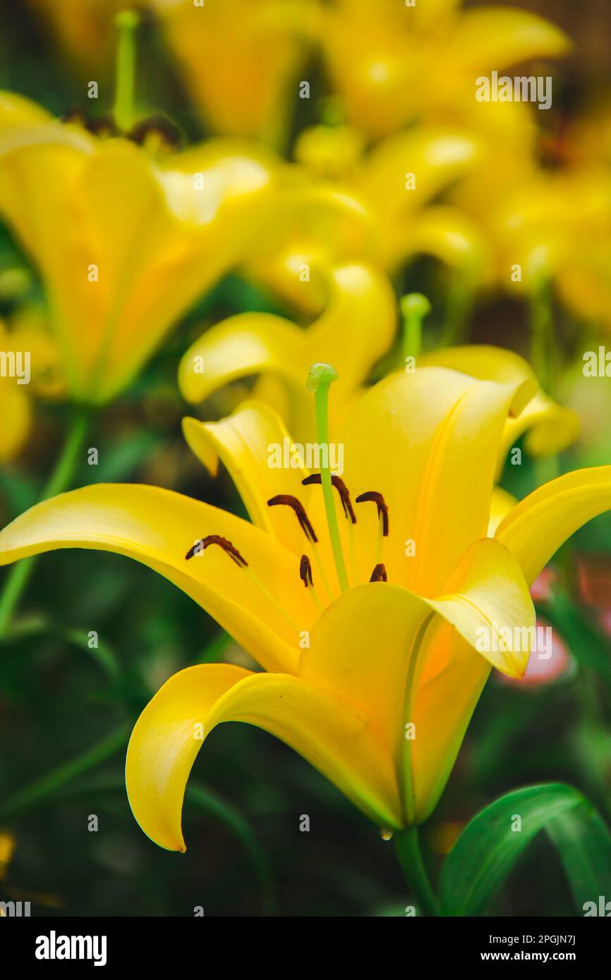 Yellow Lily is a beautiful flower. , Is a temperate flower