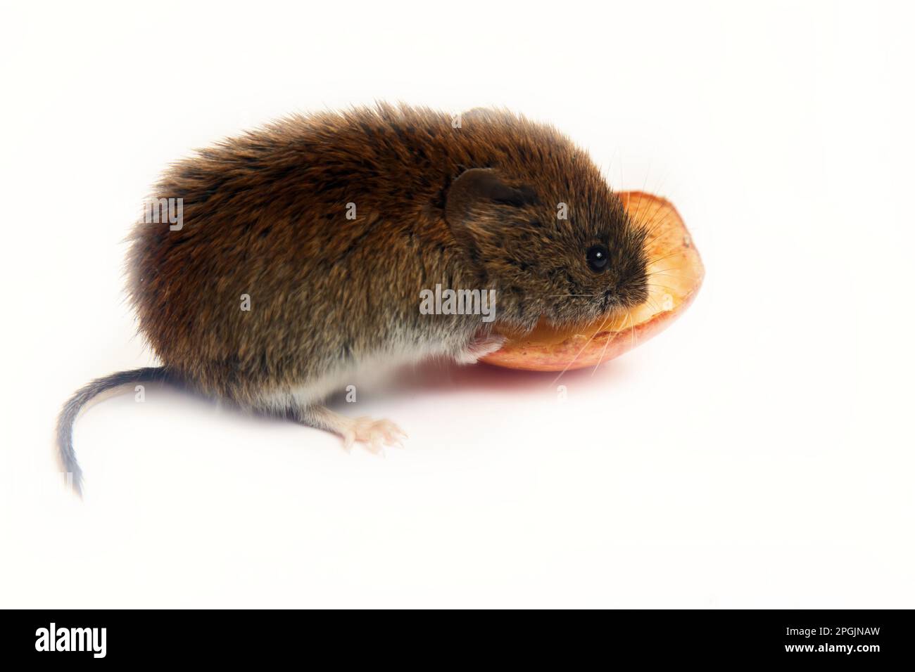 Mouselike rodents as malicious pests for humans. Mice and voles enter