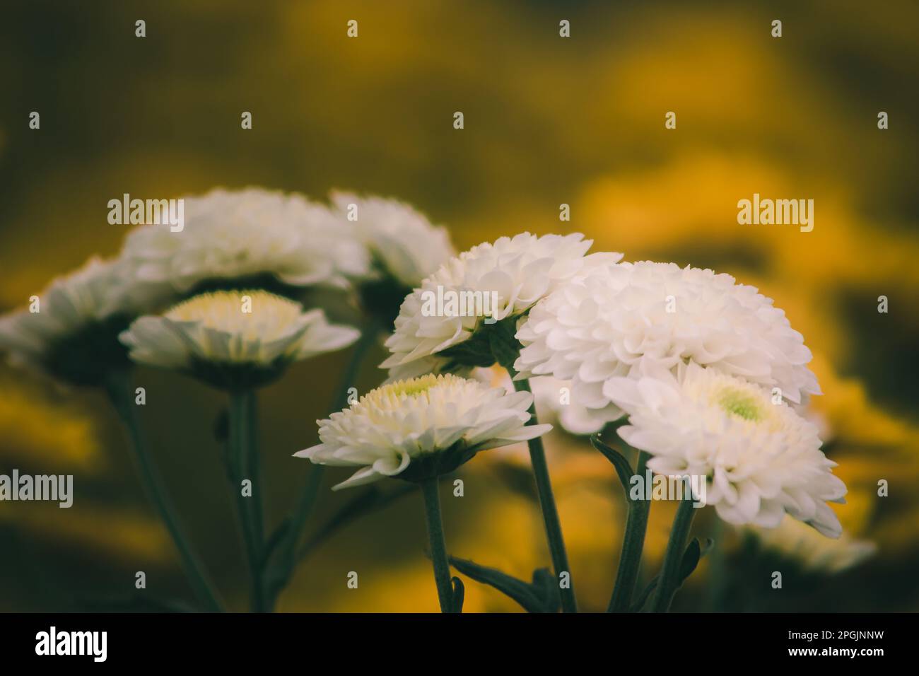 Chrysanthemum white leucanthemum Meaning love, luck, have lasting love