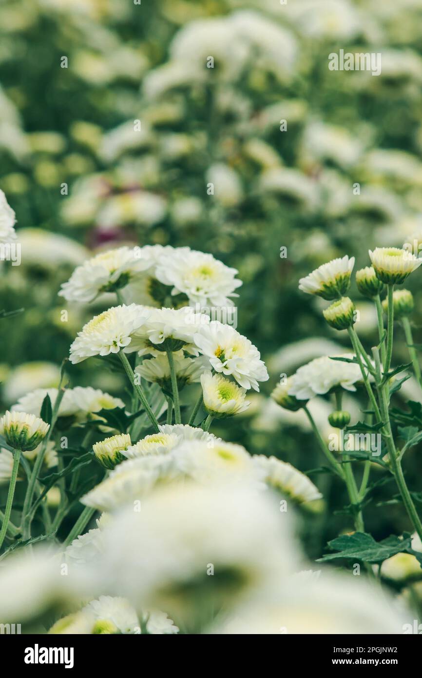 Chrysanthemum white leucanthemum Meaning love, luck, have lasting love