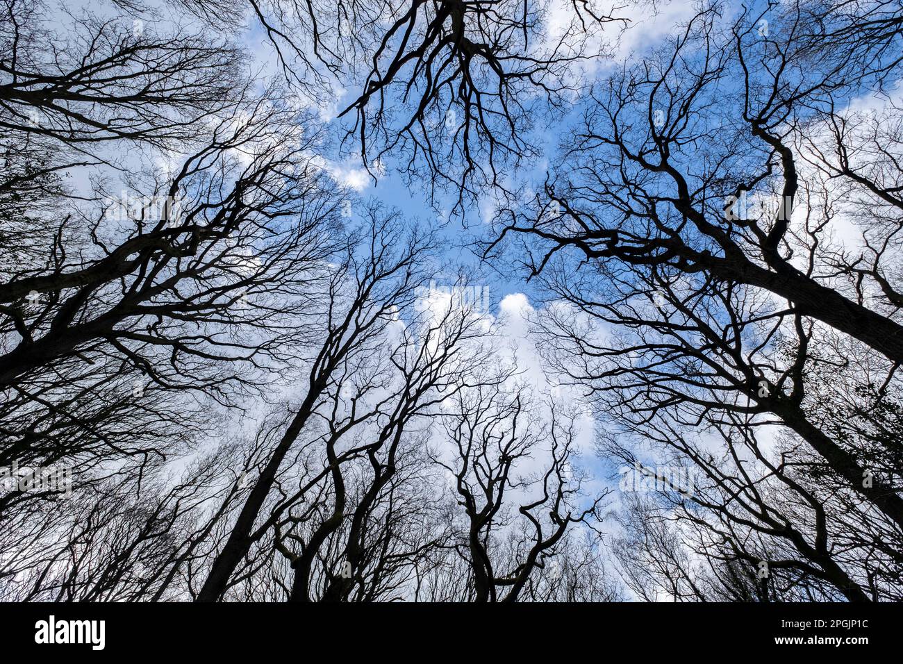 Stark leafless trees in woodland during late winter, Worcestershire, England. Stock Photo