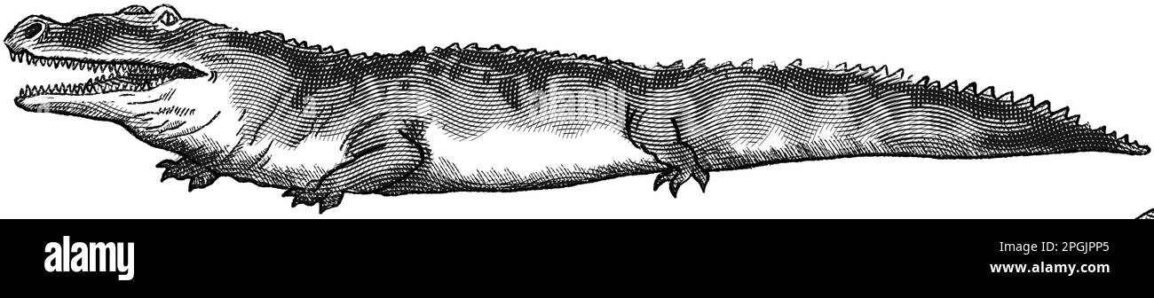 Deinosuchus prehistoric crocodilian, illustration - Stock Image - C049/0078  - Science Photo Library