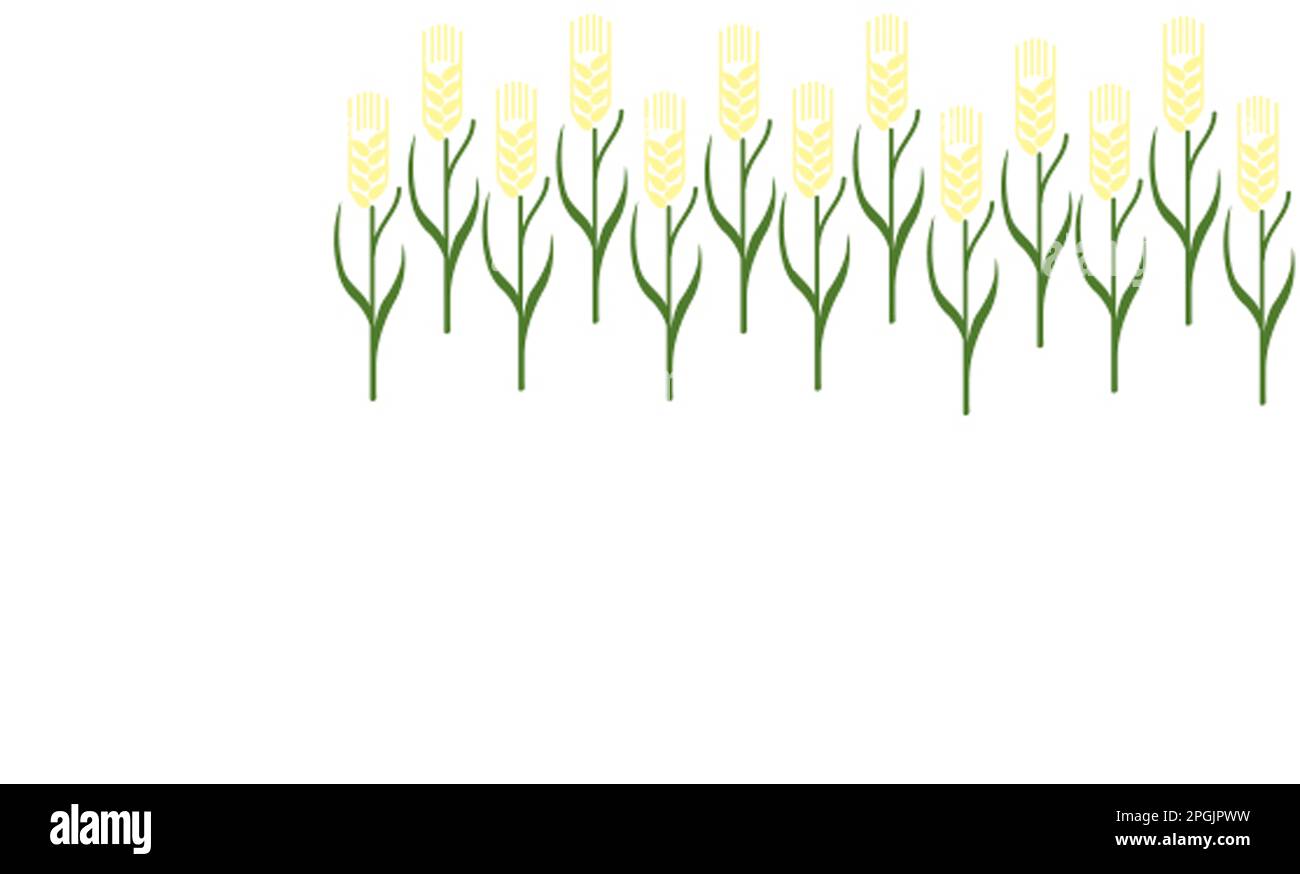 Wheat planted in rows Stock Photo Alamy