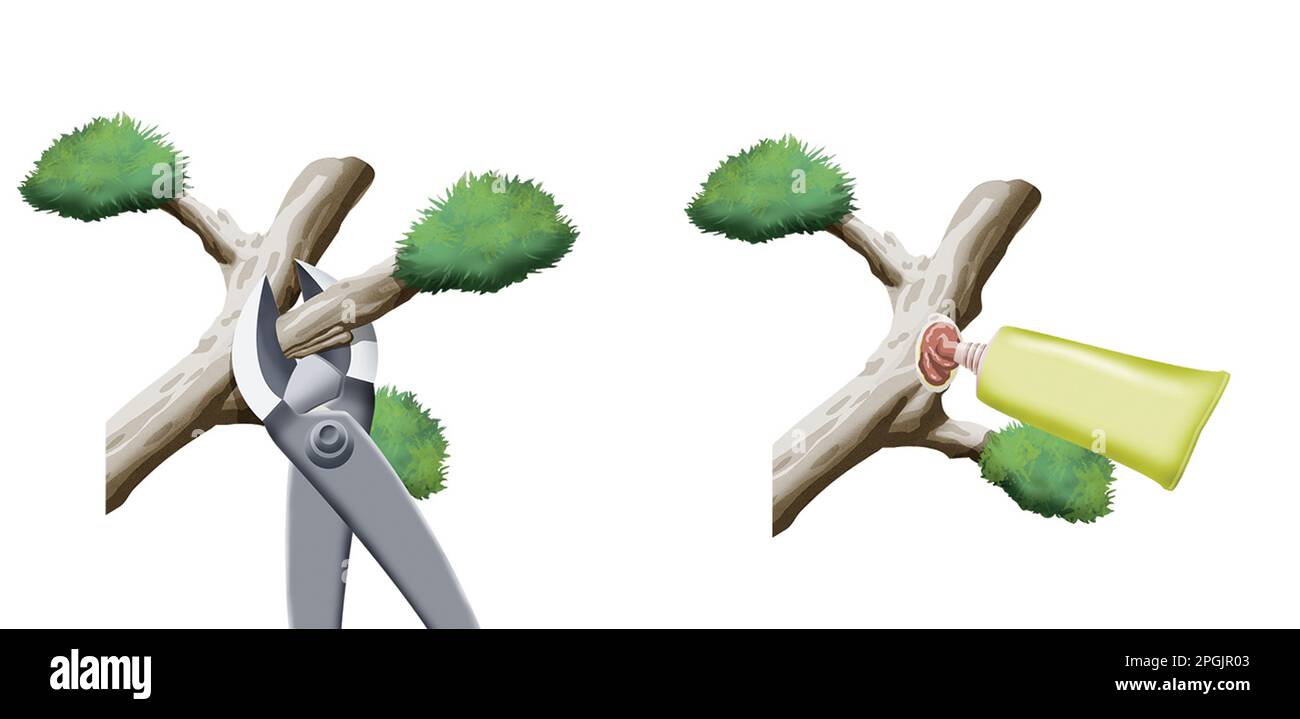 Pruning bonsai step by step Stock Photo Alamy