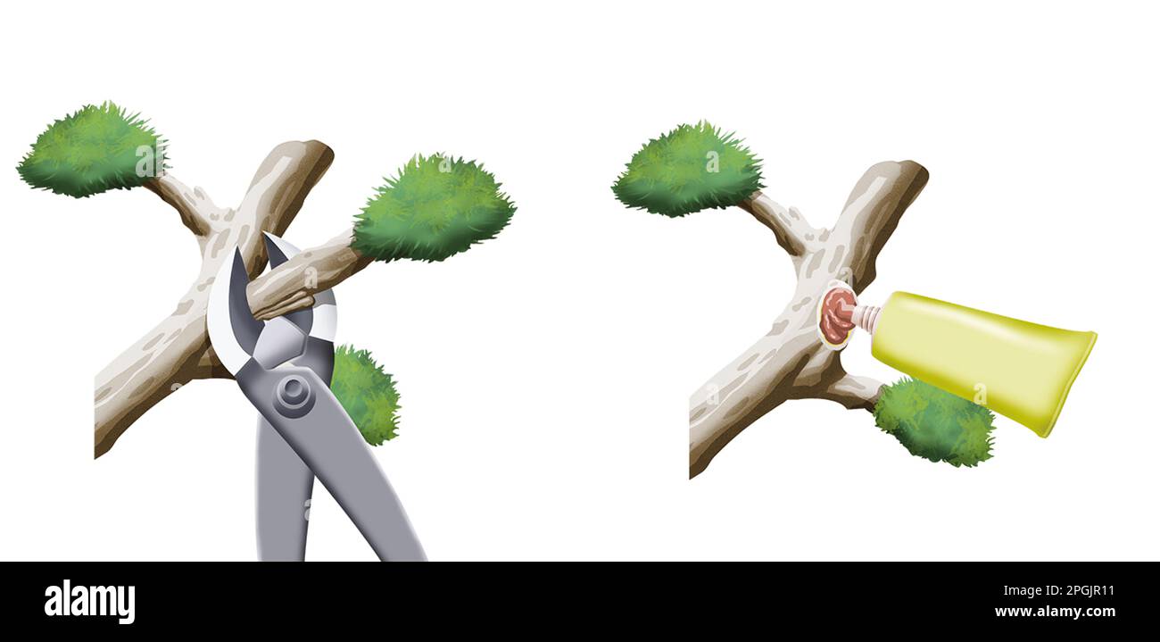 Pruning bonsai step by step Stock Photo Alamy