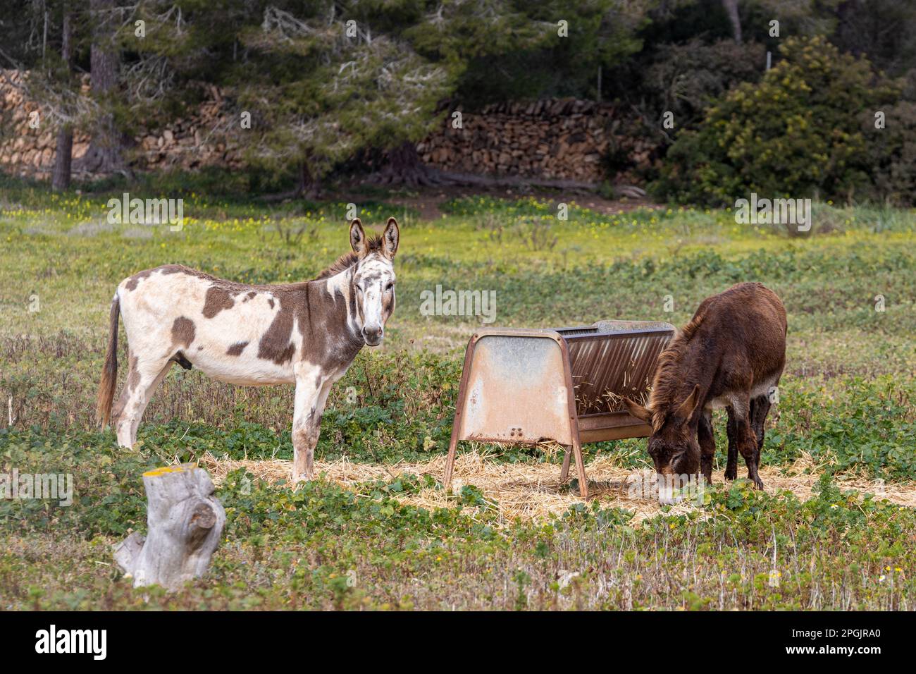 Two male donkeys on a pasture in Majorca, Mallorca, Balearic Islands, Spain, Europe Stock Photo