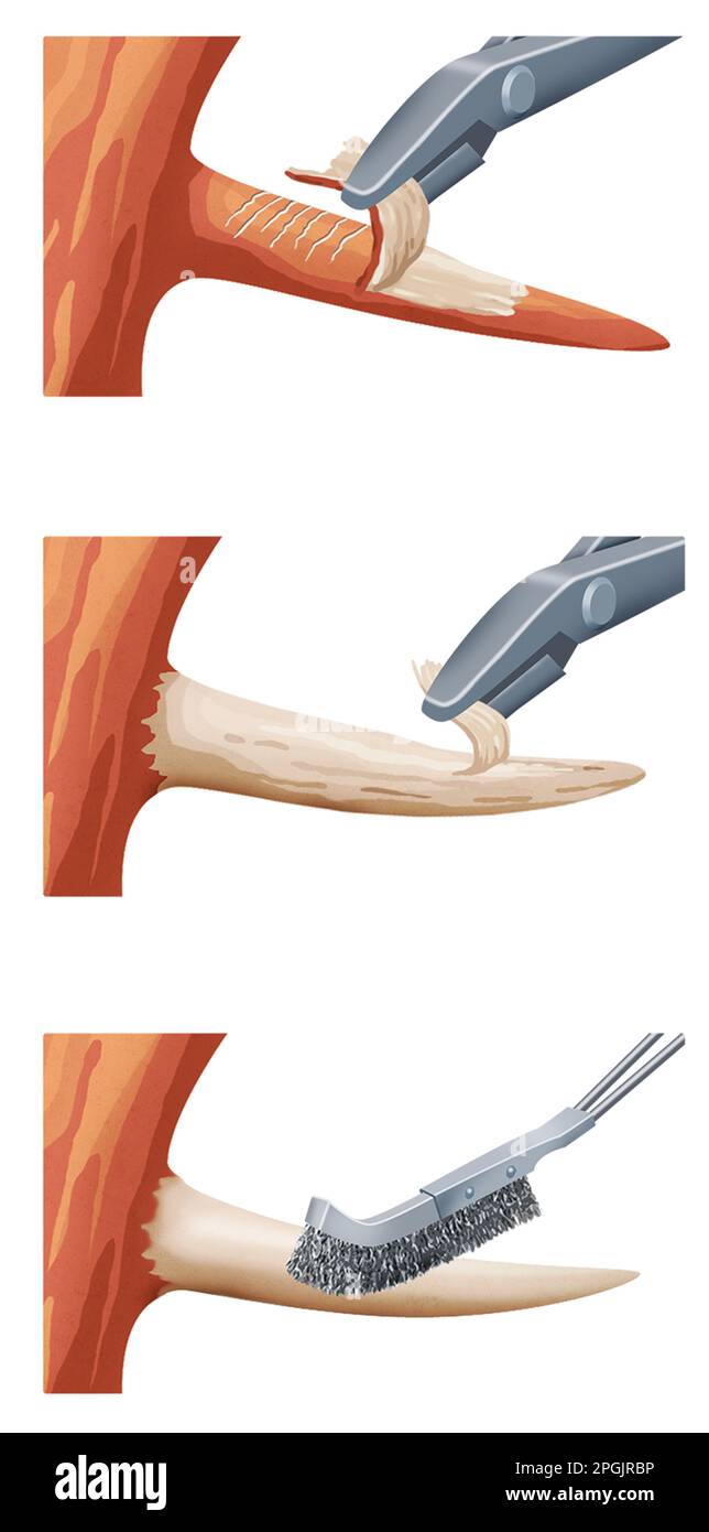 Shaping deadwood (jin) on a bonsai tree Stock Photo Alamy