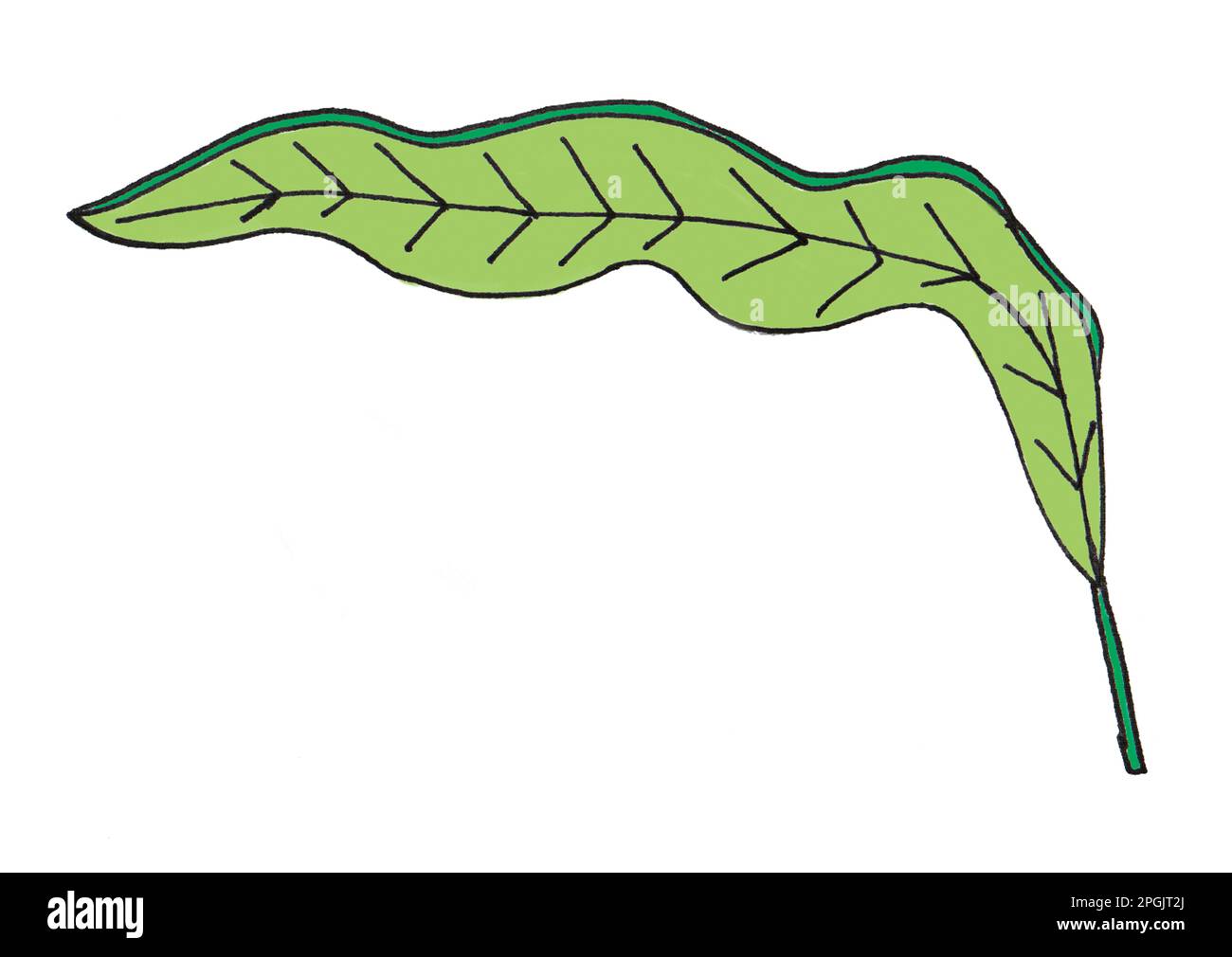 Illustration of a leaf Stock Photo