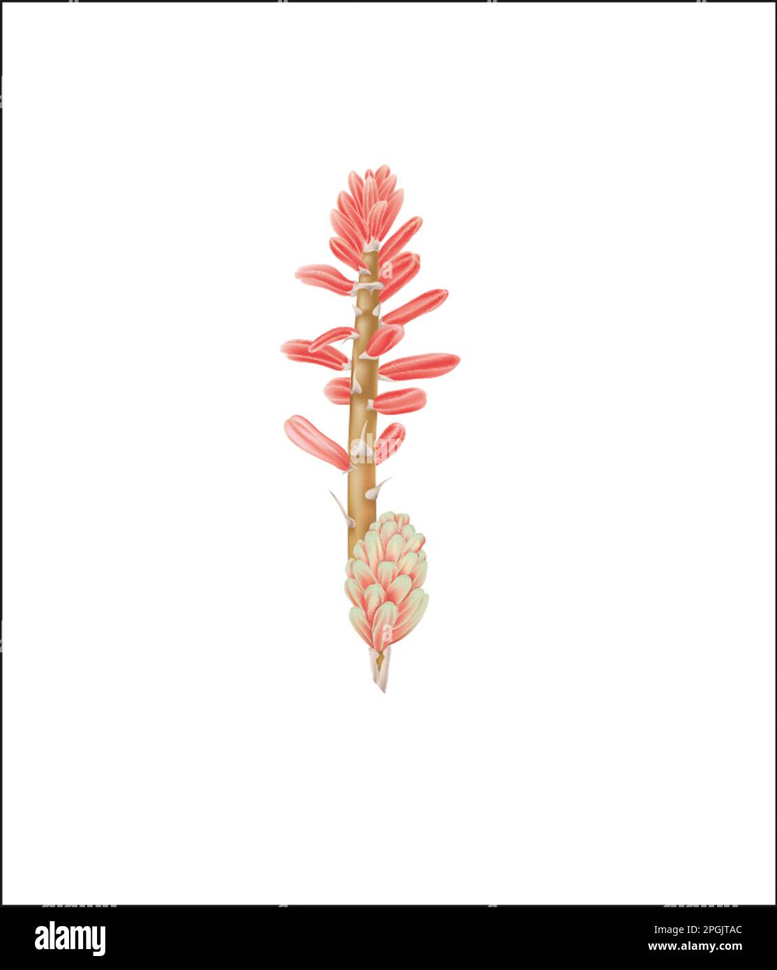 Aloe variegata flower Stock Photo - Alamy