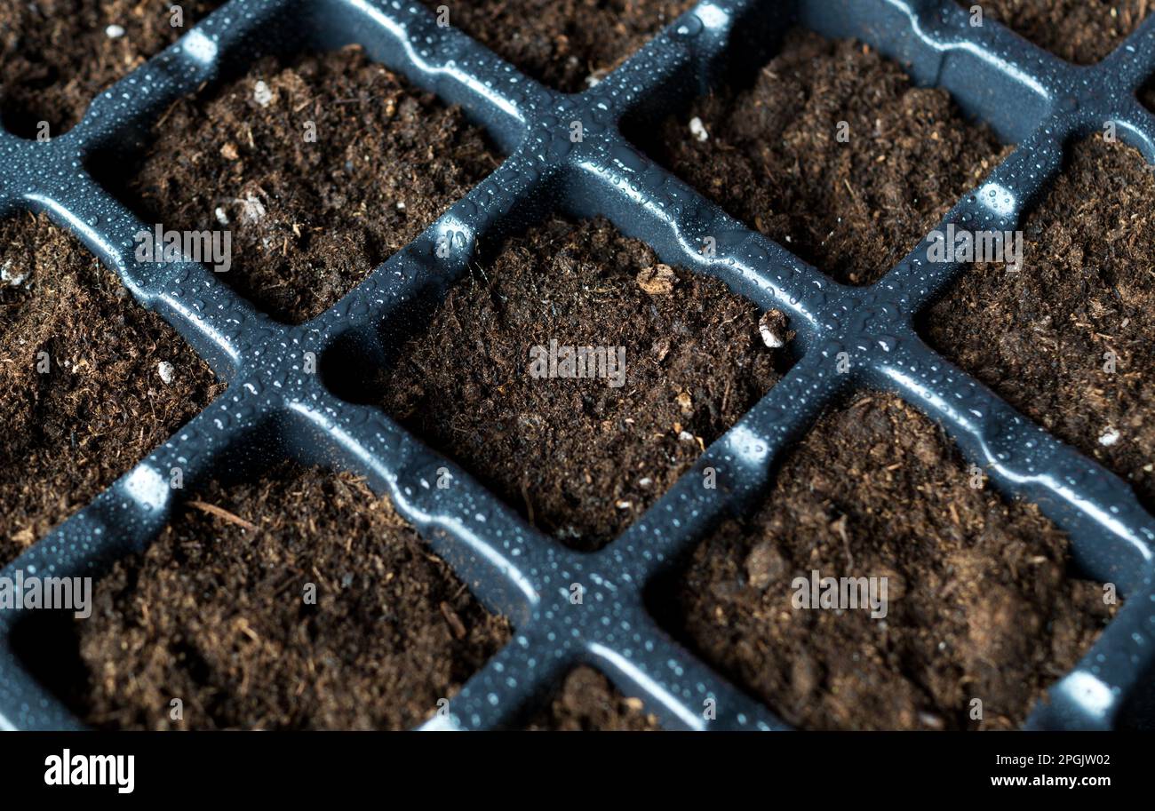 Plastic seedling for planting seeds with fertile soil, peat. Preparing