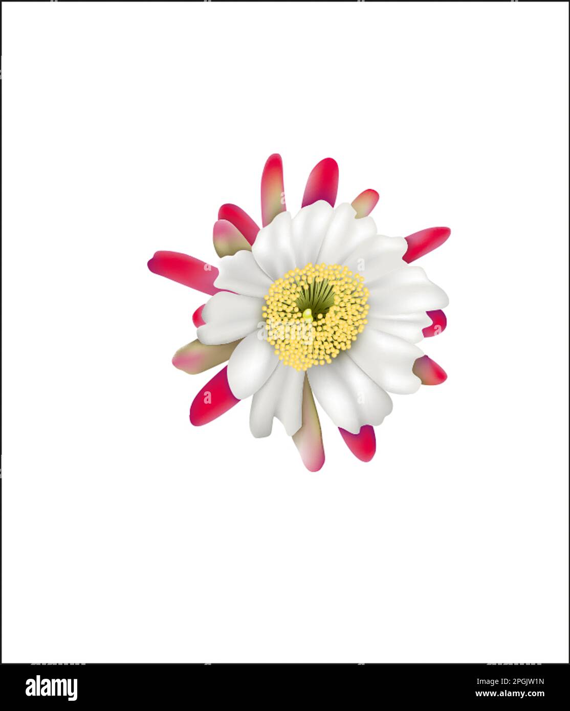 Cereus repandus flower Stock Photo