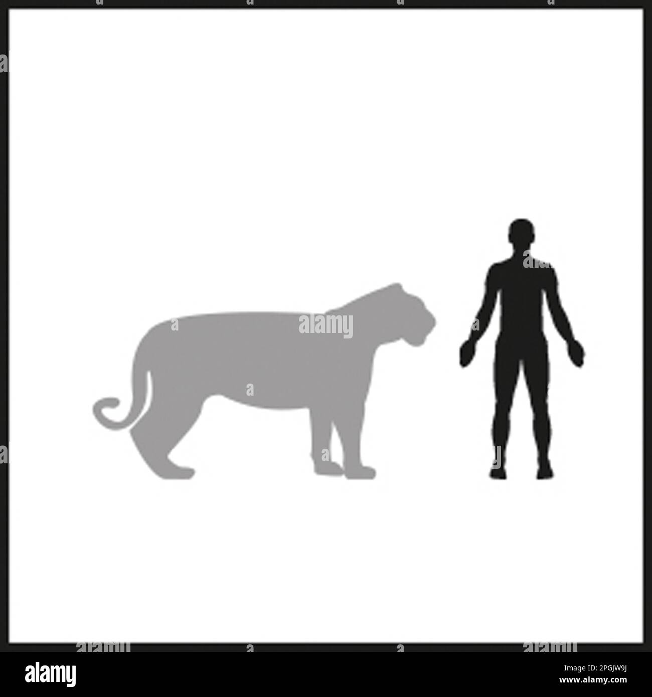 Tiger scheme hi-res stock photography and images - Alamy
