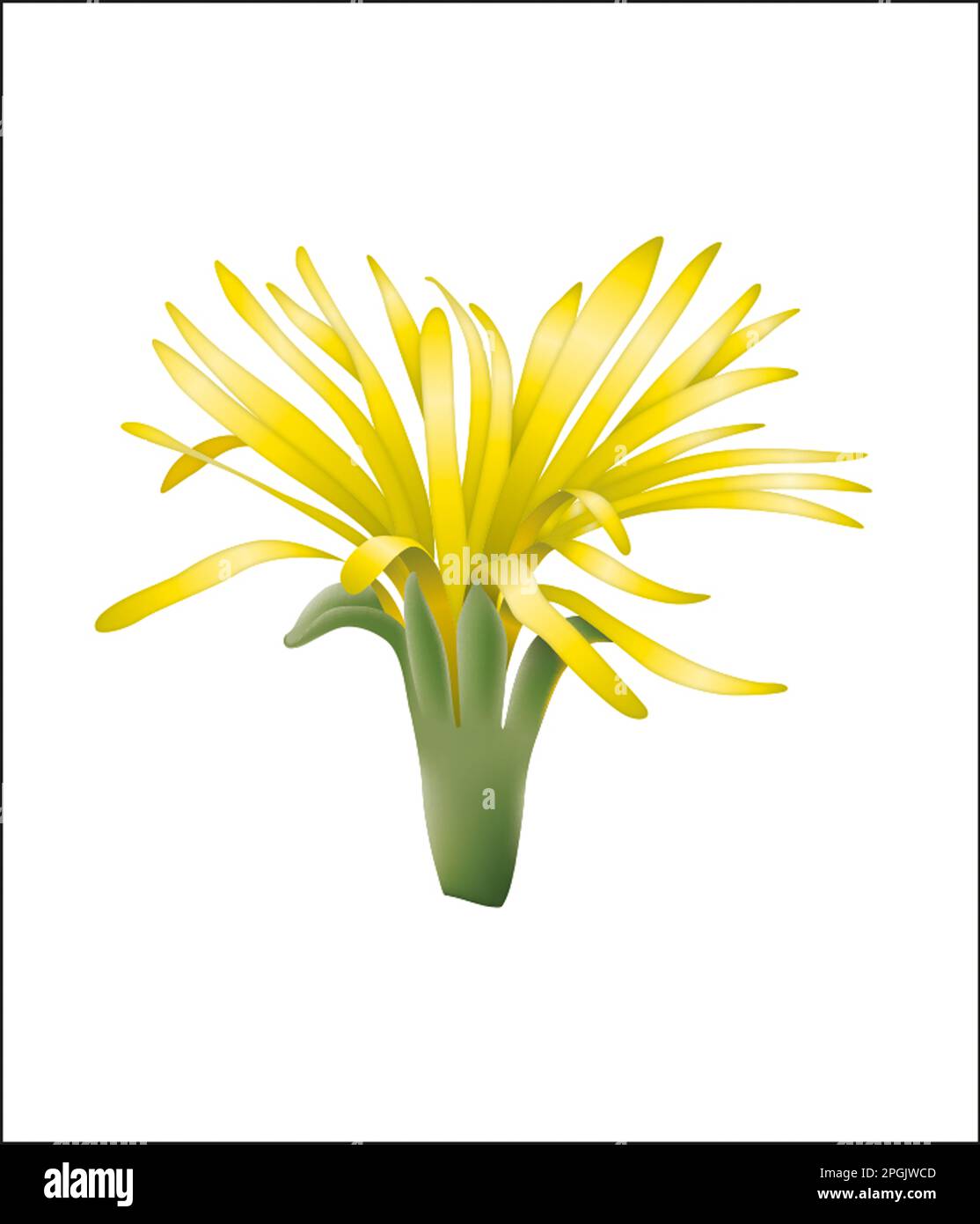 Faucaria tuberculosa flower Stock Photo