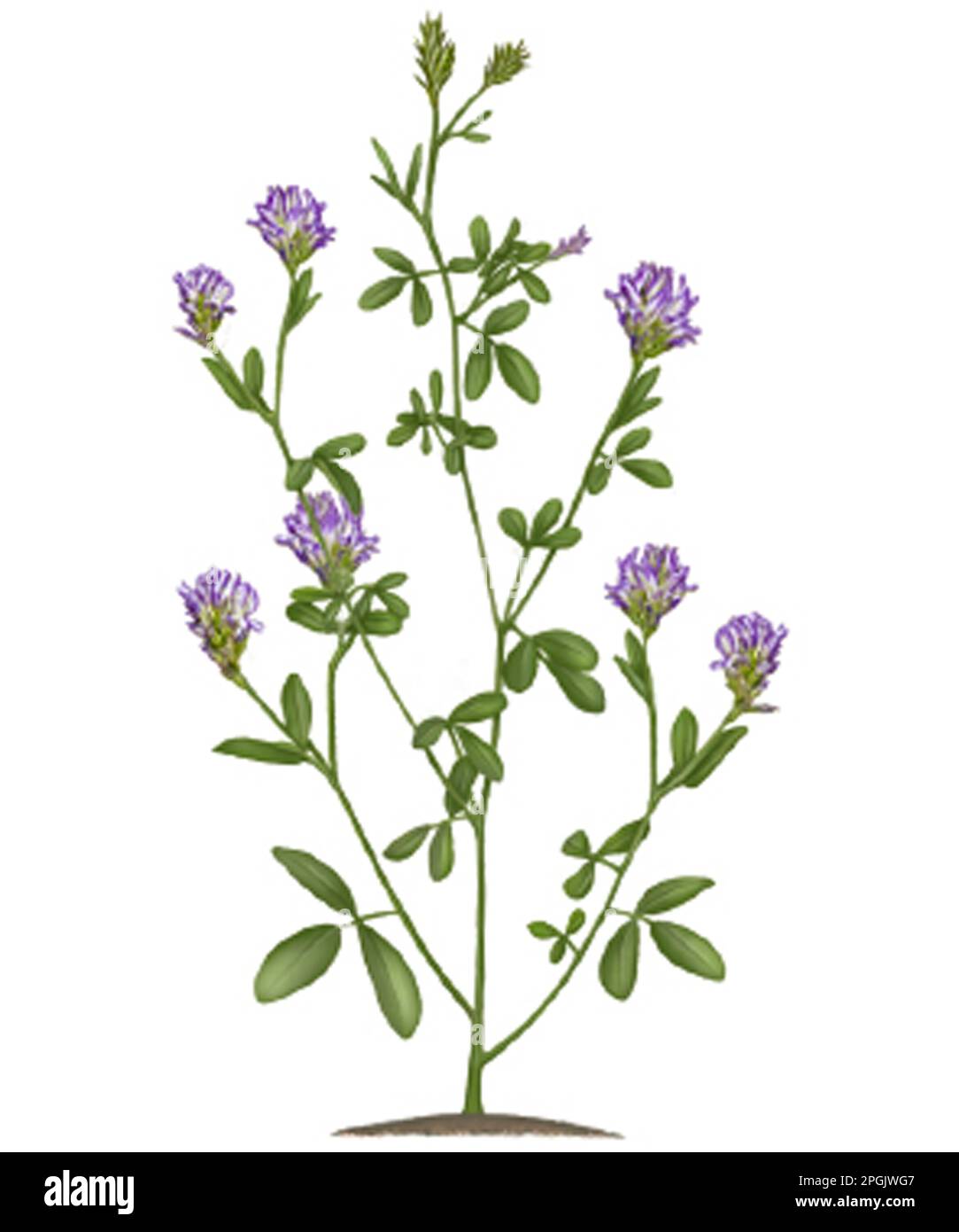 AZ of Herbs Alfalfa Medicago sativa Stock Photo Alamy