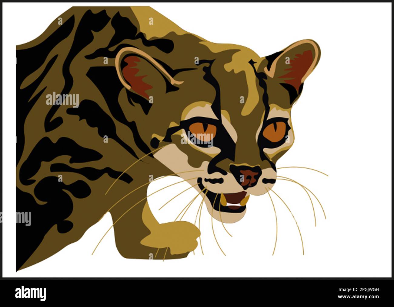 margay, wild cat Stock Photo Alamy