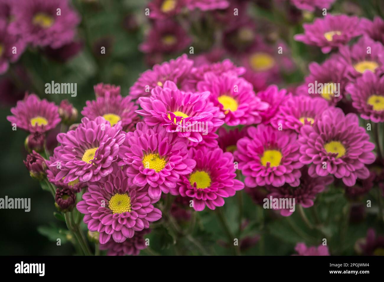 Chrysanthemum is a flower that has been popular all over the world