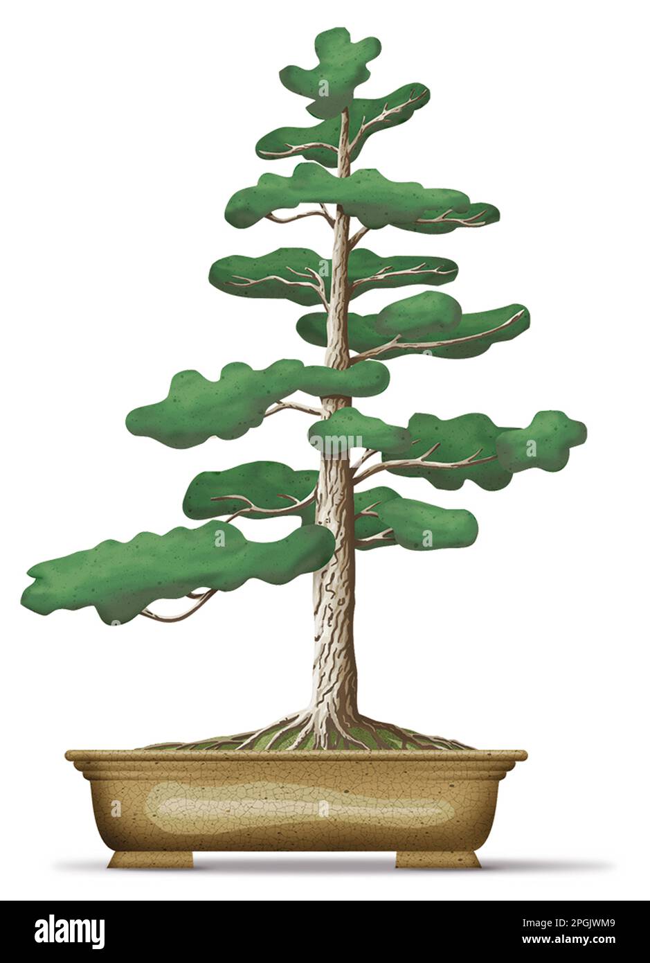Formal upright style bonsai tree Stock Photo