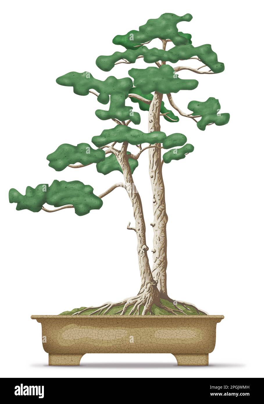 Twin trunk style bonsai tree Stock Photo Alamy