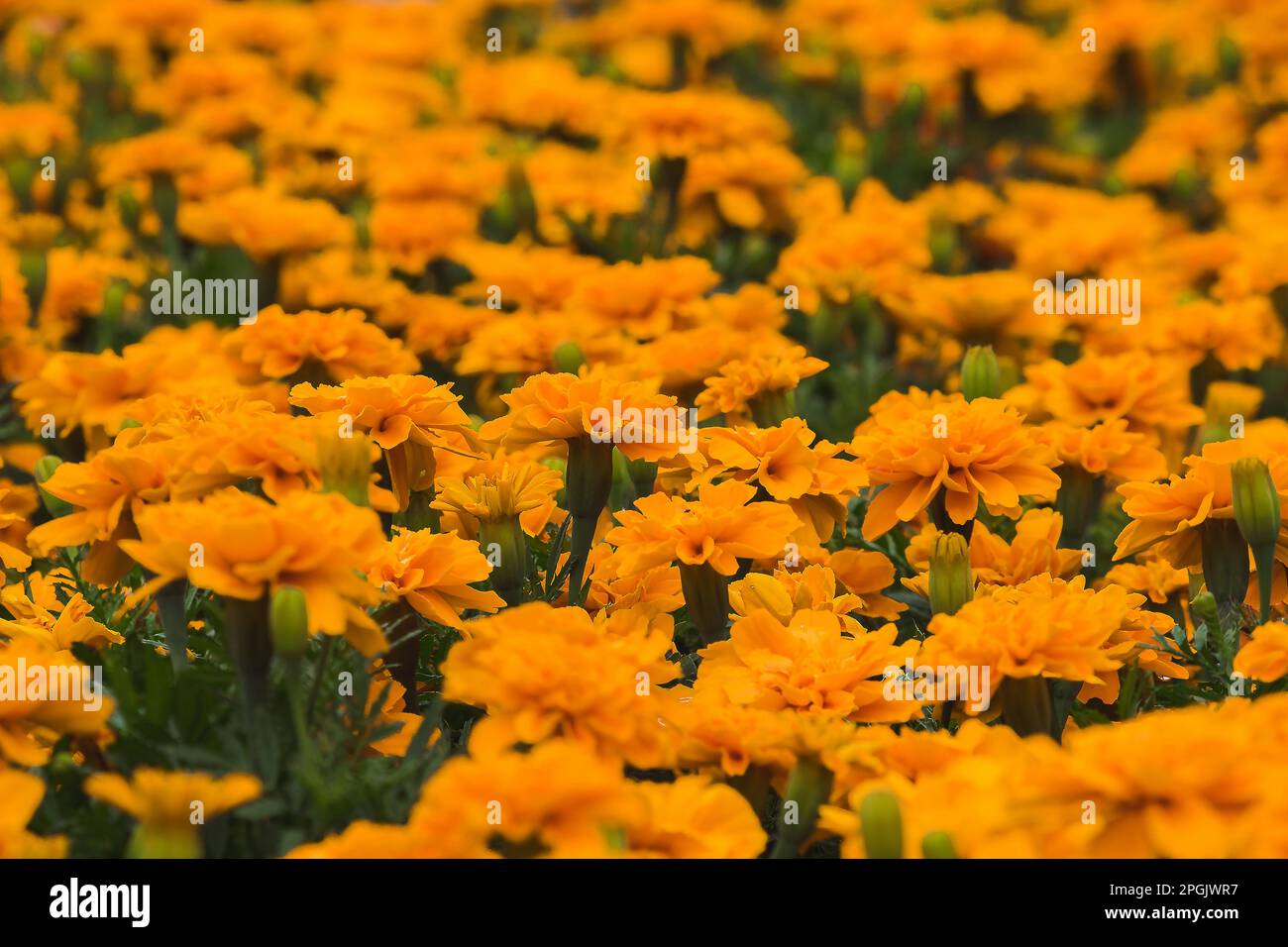 Marigold that is a bouquet of flowers that are popular for planting