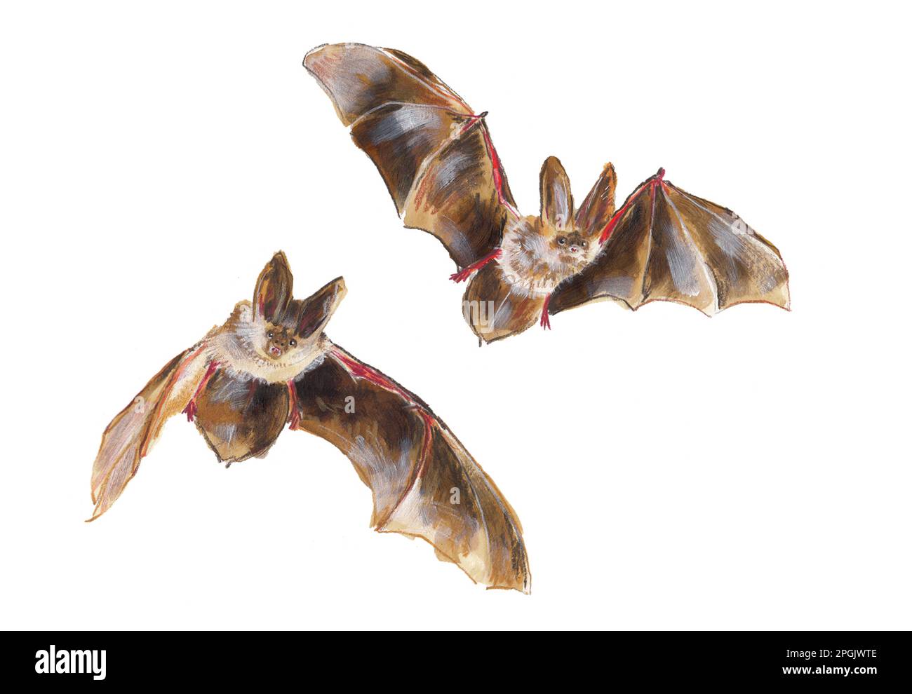townsend-s-big-eared-bat-stock-photo-alamy