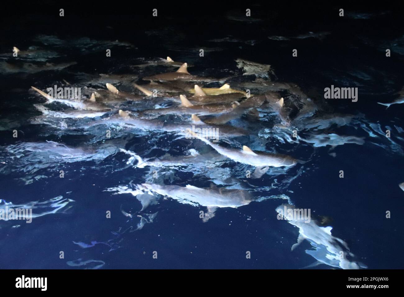Feeding white tip reef sharks in the Maldives, Indian Ocean Stock Photo