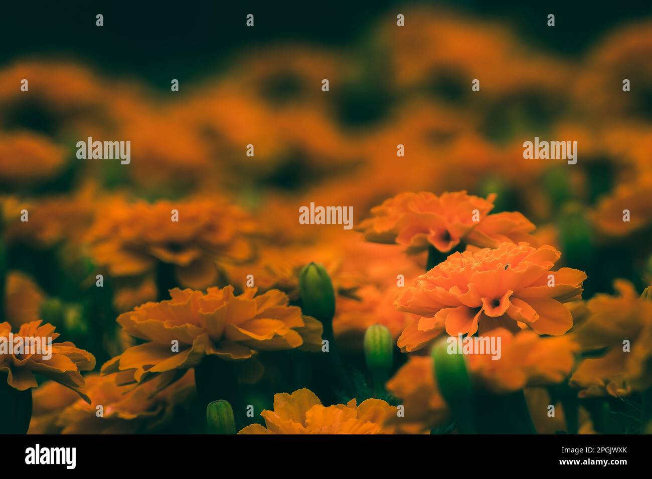 Marigold that is a bouquet of flowers that are popular for planting